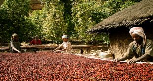 ethiopia-coffee