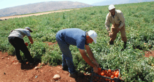 مزارع في الجنوب