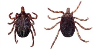 16060425 - ventral and dorsal view of a tick  hyalomma sp   isolated over a white background  Vista ventral y dorsal de una garrapata muerta  Hyalomma sp   Aisladas sobre un fondo blanco    Las garrapatas del genero Hyalomma son el vector principal de la fiebre hemorragica de Crimea-Congo   FOTO  123rf