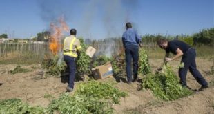 LLEIDA 09 10 2015  MOSSOS PESANDO Y DESTRUYENDO MARIHUANA INCAUTADA EN CAMPO EN LA TRAVESSERA DE MARIMUNT  FOTO RAMON GABRIEL