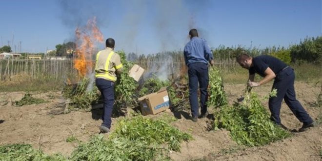 LLEIDA 09 10 2015  MOSSOS PESANDO Y DESTRUYENDO MARIHUANA INCAUTADA EN CAMPO EN LA TRAVESSERA DE MARIMUNT  FOTO RAMON GABRIEL