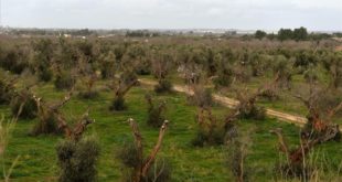 GALLIPOLI  ITALIA  ITALY-OLIVES-AGRICULTURE-XYLELLA-DESEASE    A picture shows olive trees infected by the bacteria  Xylella Fastidiosa  on February 11  2016 in Gallipoli near Lecce in the Puglia region  FOTO TIZIANA FABI   AFP