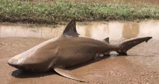 tiburon-toto-medio-carretera-rural-ayr-queensland-australia-1490891852876