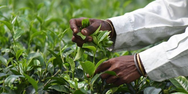 tea-leaves