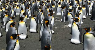 King-Penguin