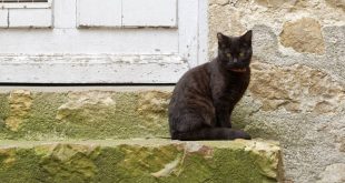 JEUDI 02 AVRIL 2020
LE MANS/SARTHE/FRANCE
COVID19/CORONASVIRUS CONFINEMENT DES SARTHOIS J+18
LE VIEUX MANS,COUR D'ASSÉ, LES CHATS SE RÉAPROPRIENT LES ENDROITS DE LA VIEILLE VILLE