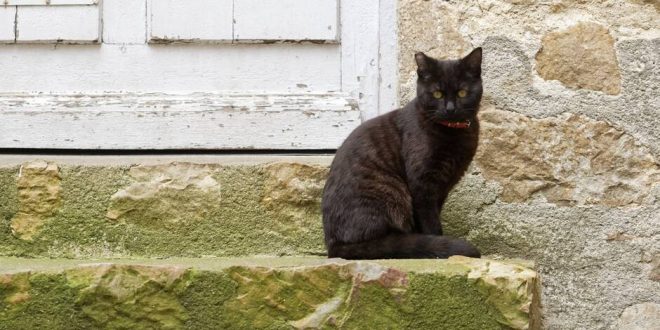 JEUDI 02 AVRIL 2020
LE MANS/SARTHE/FRANCE
COVID19/CORONASVIRUS CONFINEMENT DES SARTHOIS J+18
LE VIEUX MANS,COUR D'ASSÉ, LES CHATS SE RÉAPROPRIENT LES ENDROITS DE LA VIEILLE VILLE