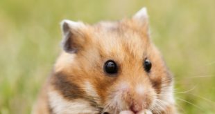 hamster