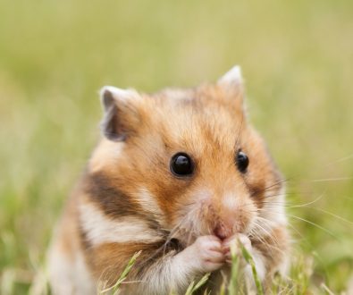 hamster